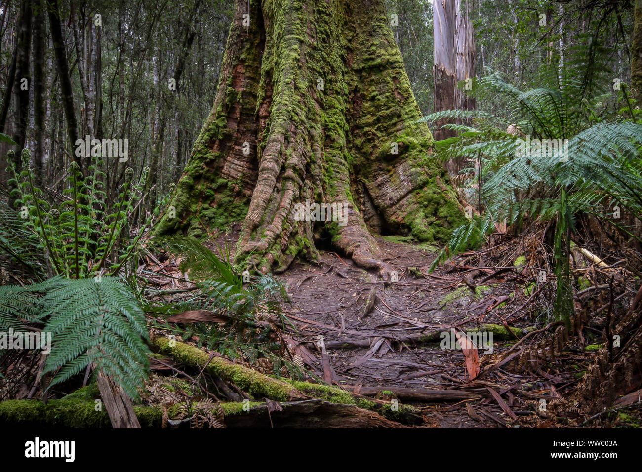 Wurzeln der einen Sumpf Gum Tree mit Farnen, Mount Field National Park, Tasmanien, Australien Stockfoto