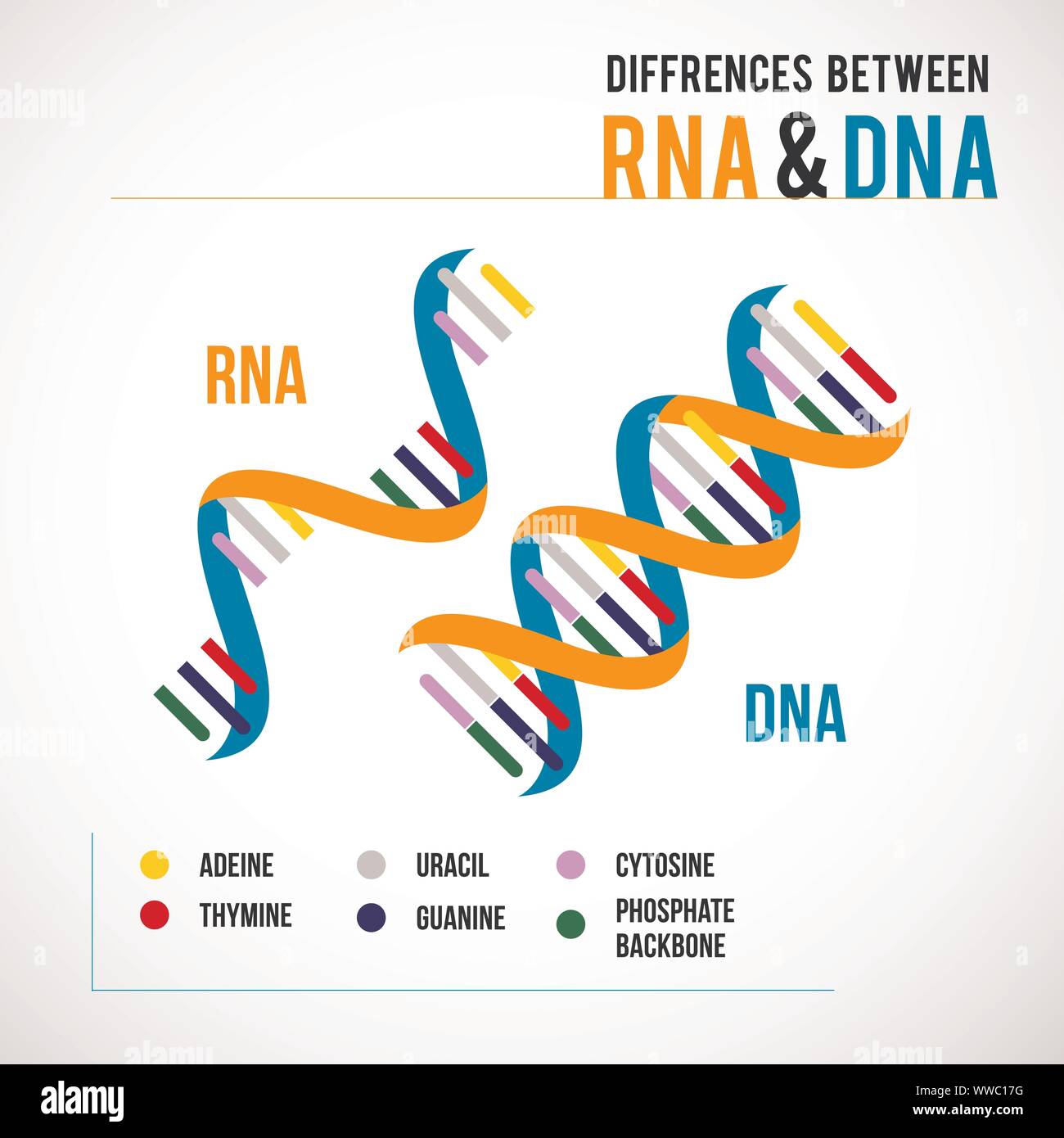 Unterschiede zwischen DNA und RNA-Vektor wissenschaftliche Symbol Spirale von DNA und RNA Stock Vektor