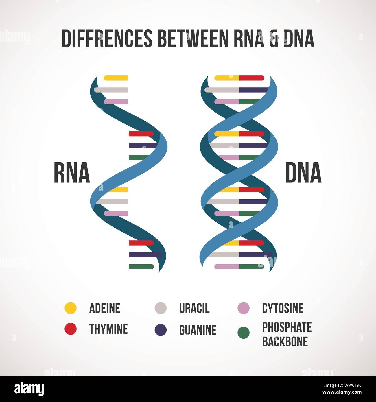Unterschiede zwischen DNA und RNA-Vektor wissenschaftliche Symbol Spirale von DNA und RNA Stock Vektor