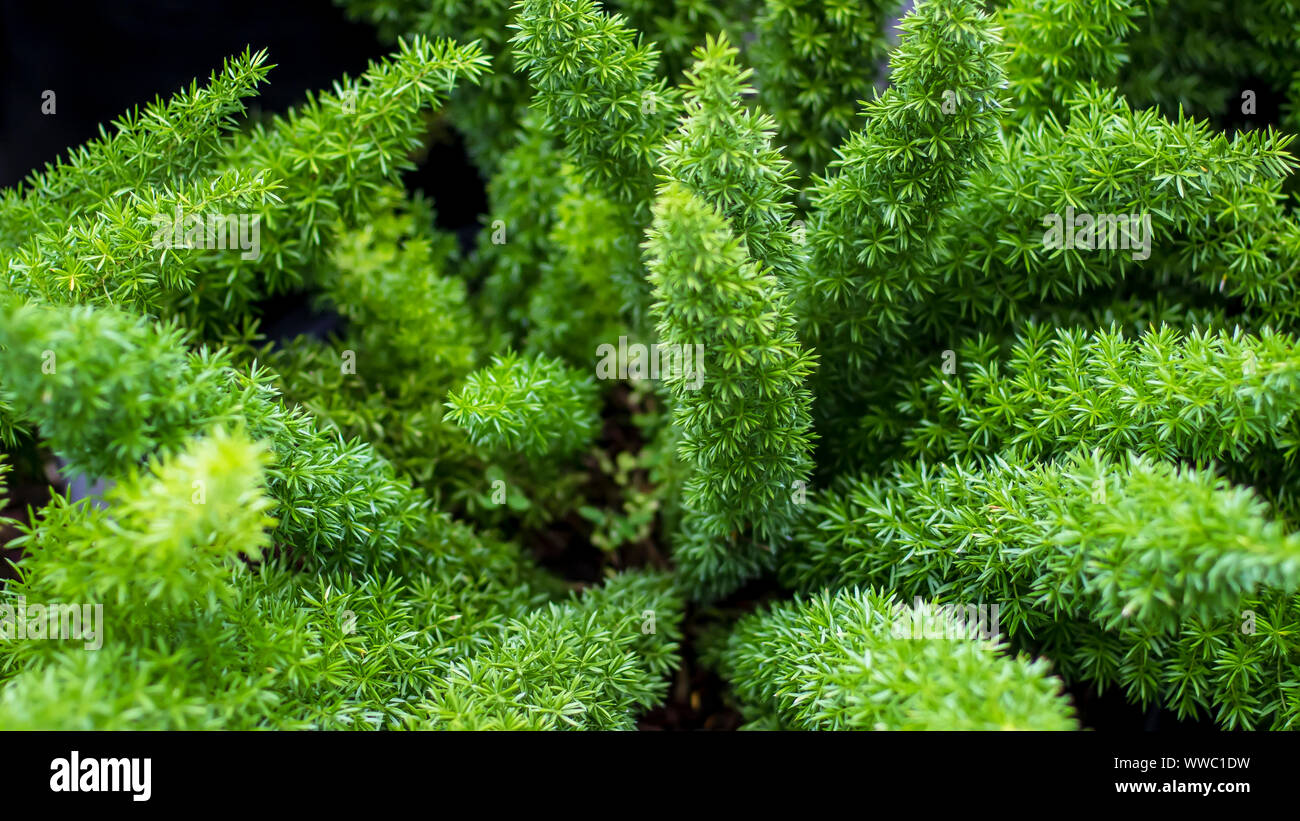 Grünen Farn close-up. Tropischen grünen Blätter Hintergrund, Farn, Palm und Monstera deliciosa Blatt an der Wand mit dunklen Tonen, floral Dschungel Muster Konzept Stockfoto