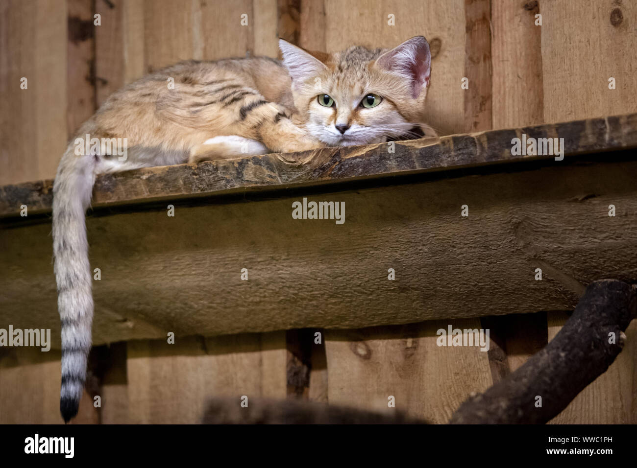 cheshire katze stockfotos und bilder kaufen alamy