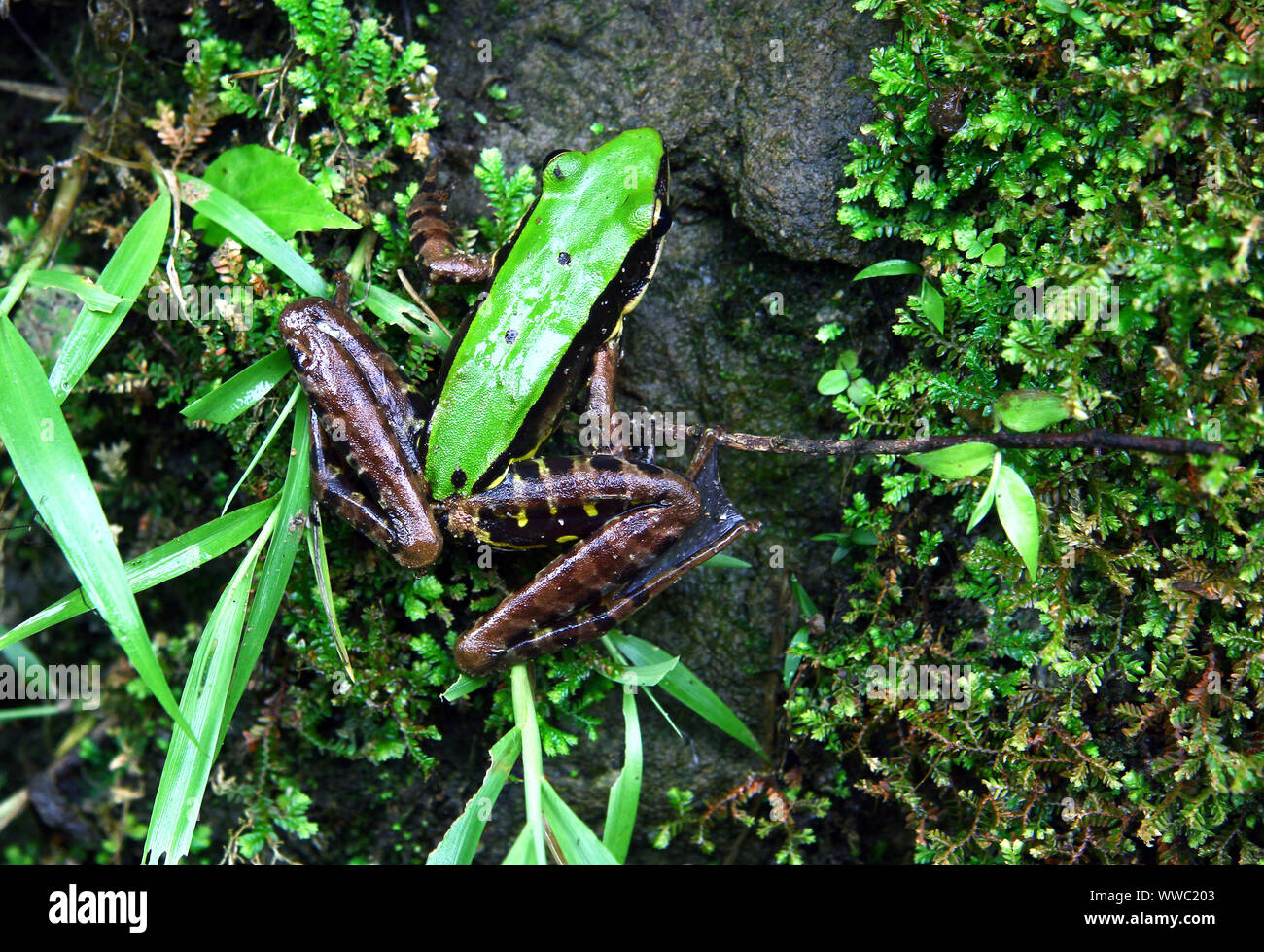 Green Tree Frog endemisch in North East India Stockfoto