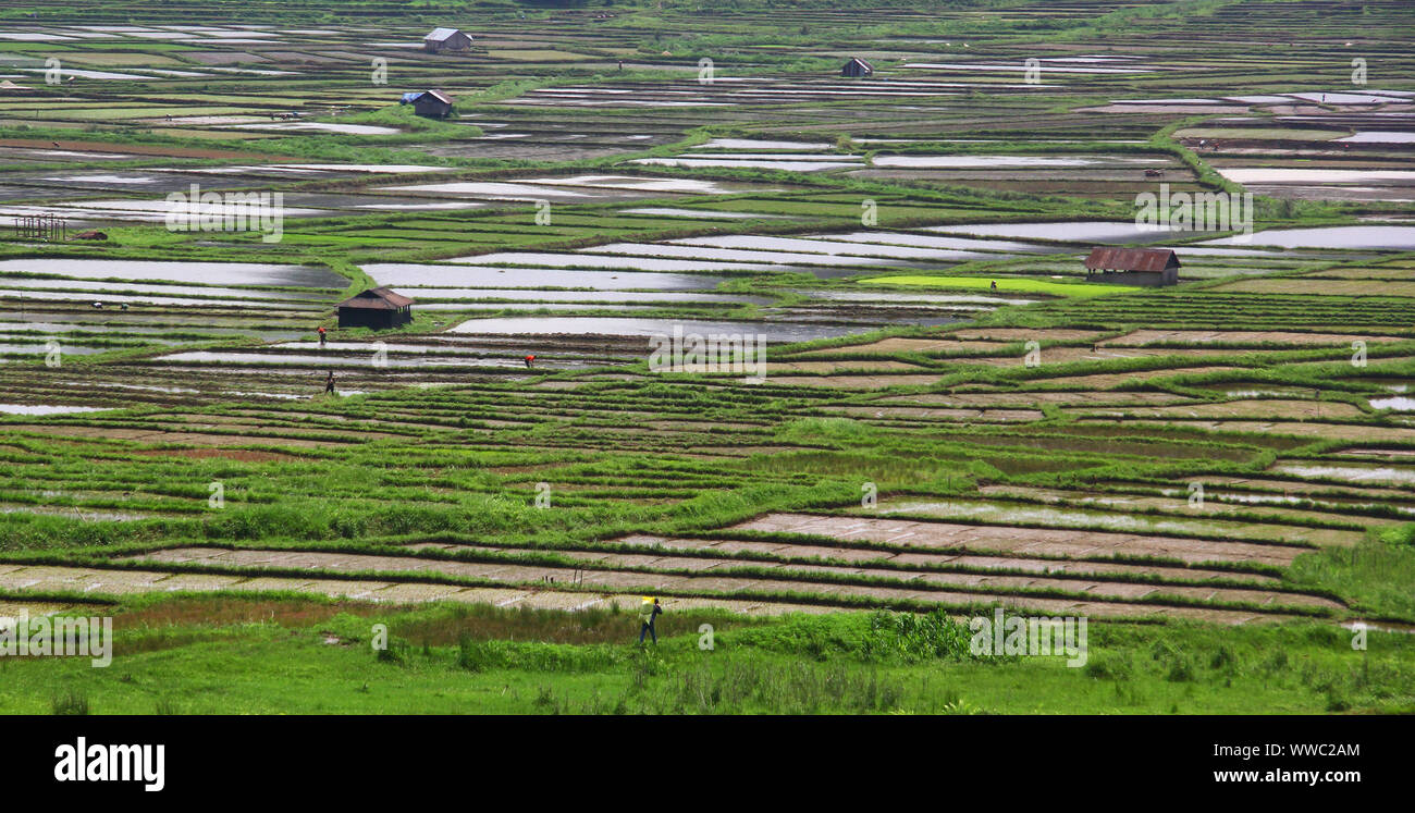 Patchwork Reisfeldern in der Nähe von Jowai, Meghalaya Stockfoto