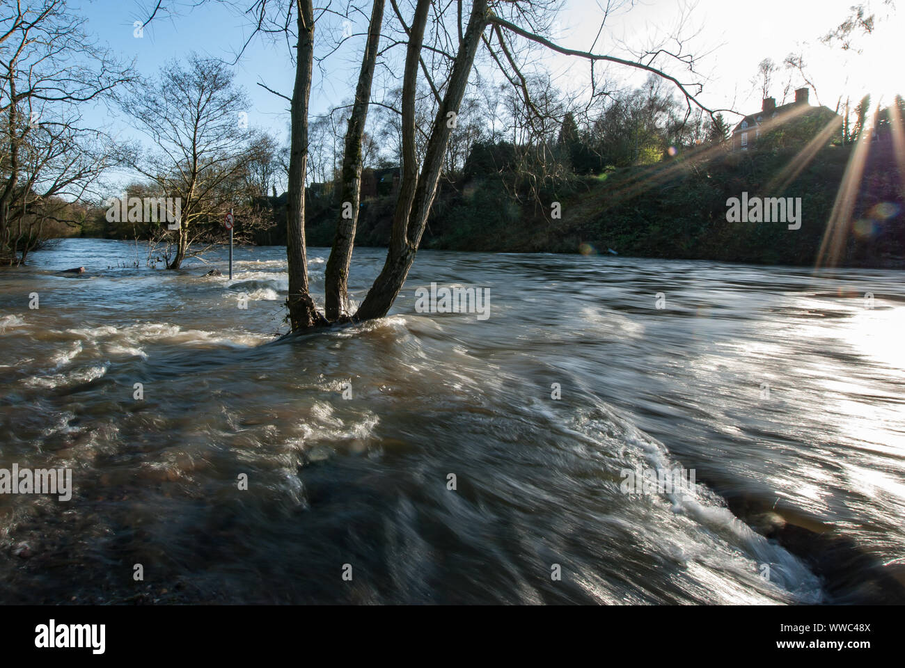 Flutwasserströmungen um einen Baum am Fluss Severn mit frühmorgendlichen Sonnenstrahlen Stockfoto