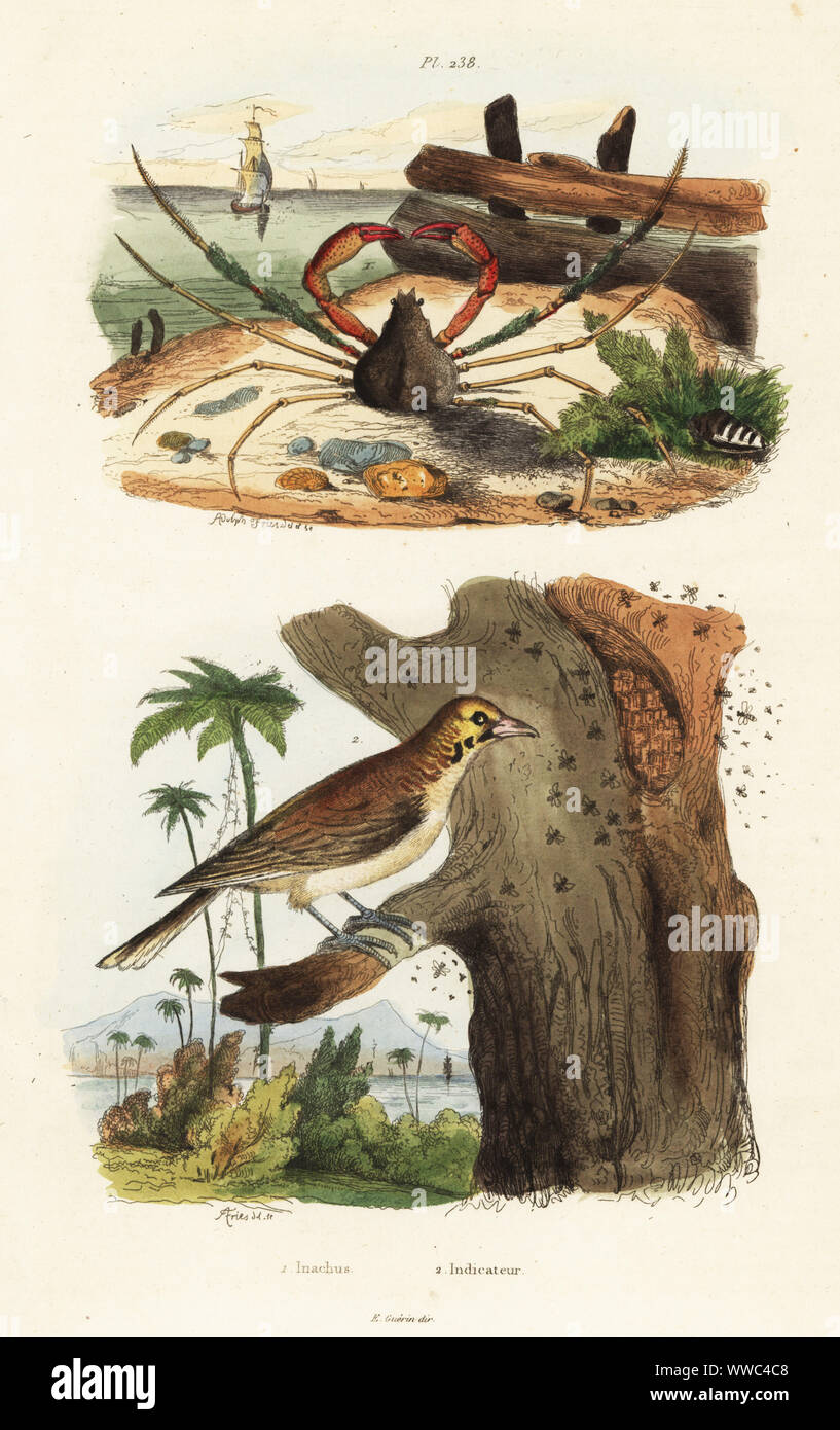 Leach's Seespinne, Inachus phalangium 1, und größere honeyguide, Indikator Indikator 2. Inachus, Indicateur. Papierkörbe Stahlstich nach einer Illustration von Adolph Fritten aus dem Felix-Edouard Guerin-Meneville's Wörterbuch Pittoresque d'Histoire Naturelle (malerische Wörterbuch der Naturgeschichte), Paris, 1834-39. Stockfoto