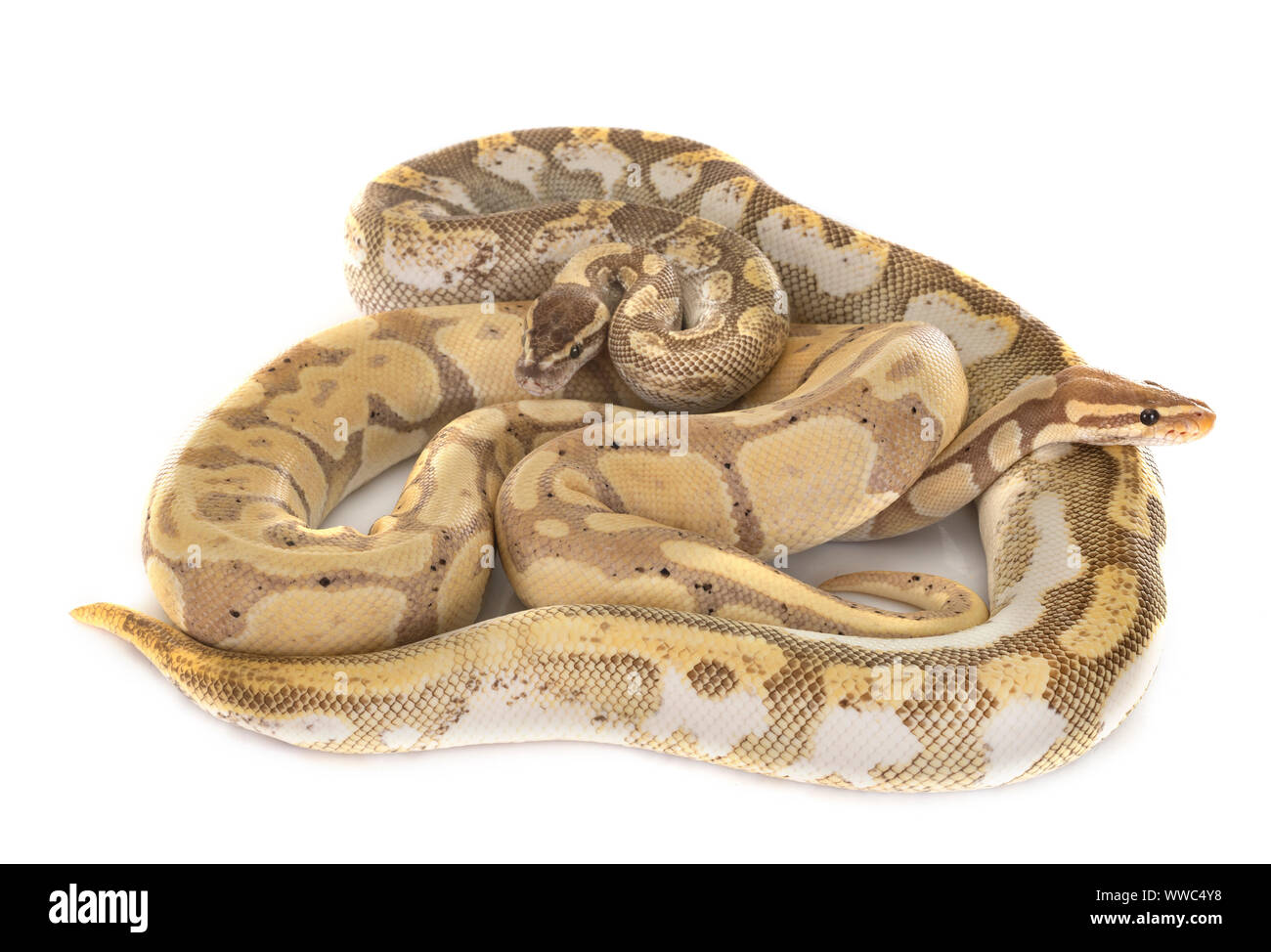 Ball pythons vor weißem Hintergrund Stockfoto