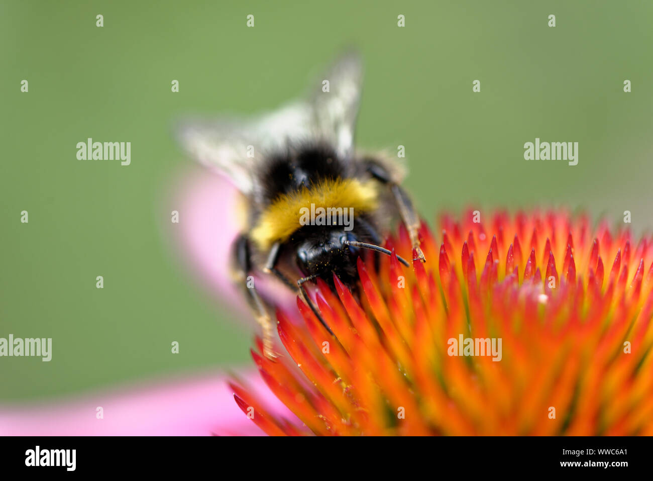 Europäischen Honig Biene auf der Blume. Blumen bieten den Bienen Nektar und Pollen. Bienen liefern Blumen mit den Mitteln zu reproduzieren, in einem Prozess der so genannten p Stockfoto