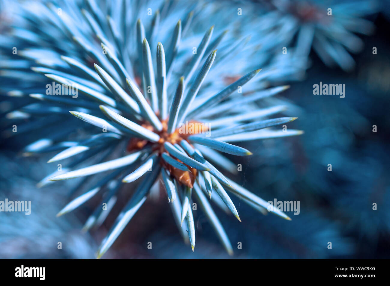 Makro Bild der spitzen Nadel Tipps von Blue Spruce Tree und Spinnennetz. Neues Jahr, Weihnachtsbaum Konzept. Stockfoto