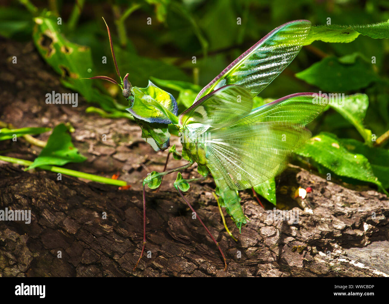 Eine große und robuste weiblichen Eyed Flower Mantis maes ein unverwechselbares Warnung stimmt, dass schreckt die meisten würden - Raubtiere. Stockfoto