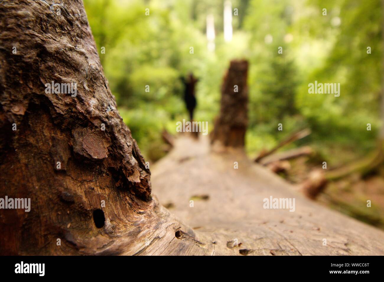 Der Schwarzwald ist eine der schönsten Natur in Deutschland Stockfoto