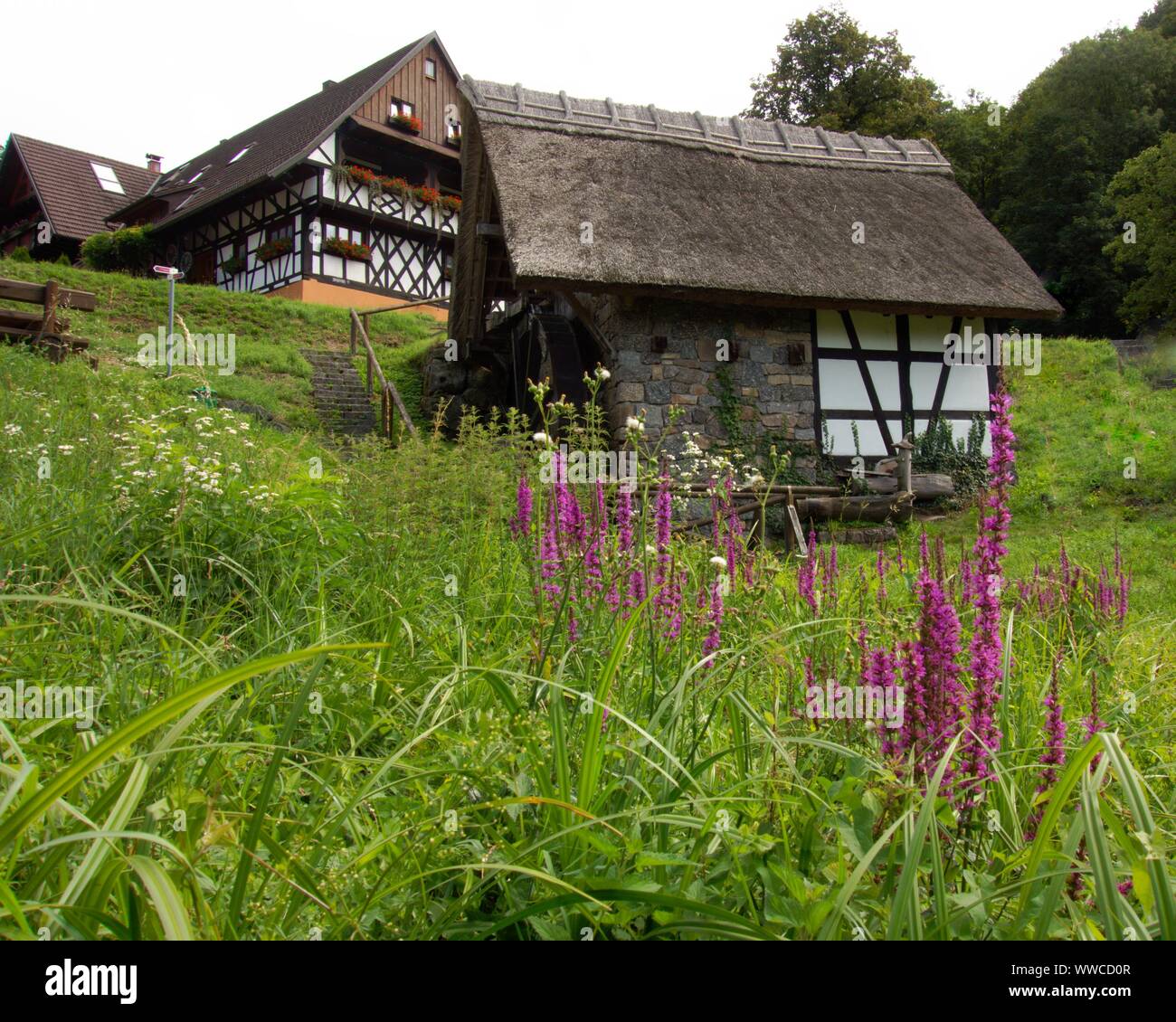 Der Schwarzwald ist eine der schönsten Natur in Deutschland Stockfoto