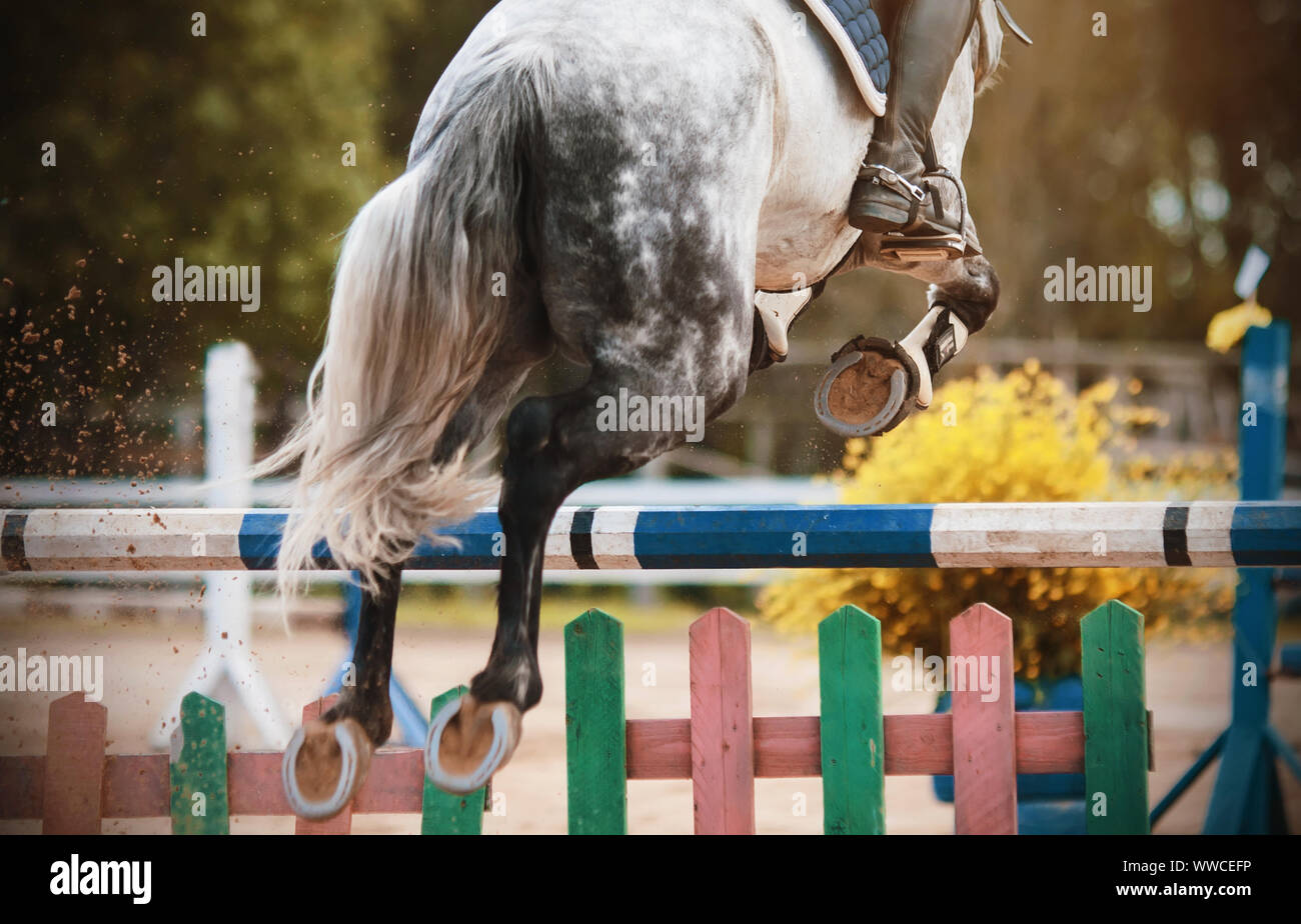 Ansicht der Rückseite ein graues Pferd mit einem Reiter im Sattel, springen über die blaue Barriere im Springen Wettbewerbe. Von gestiefelt Hufe fliegt Staub und Sand. Stockfoto