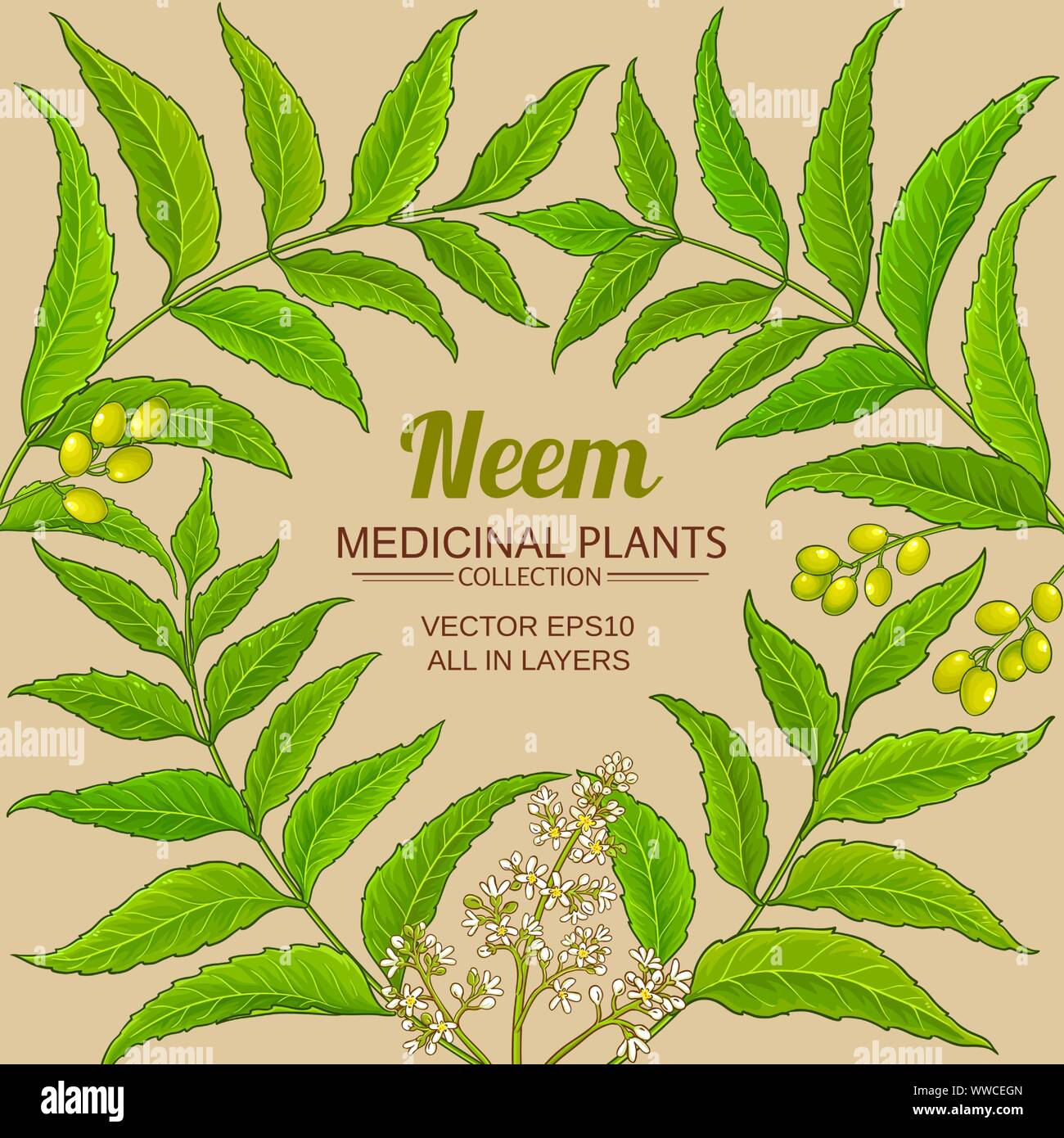 Neem vektor Rahmen auf farbigen Hintergrund Stock Vektor