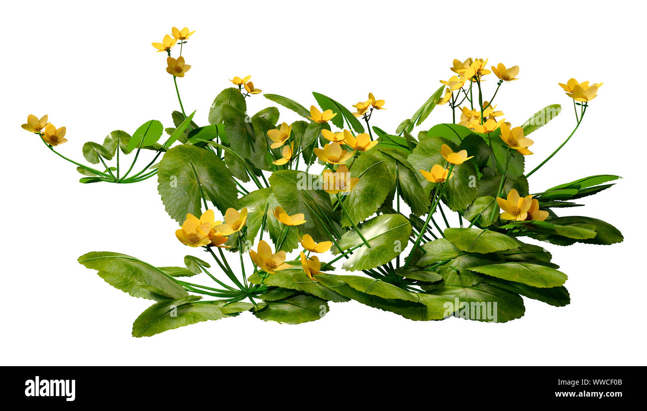 3D-Rendering für eine Caltha palustris oder sumpfdotterblume oder kingcup Blumen auf weißem Hintergrund Stockfoto