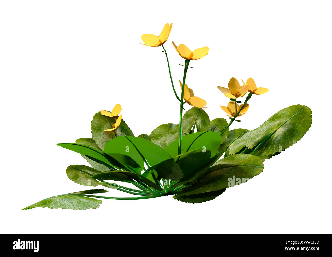 3D-Rendering für eine Caltha palustris oder sumpfdotterblume oder kingcup Blumen auf weißem Hintergrund Stockfoto