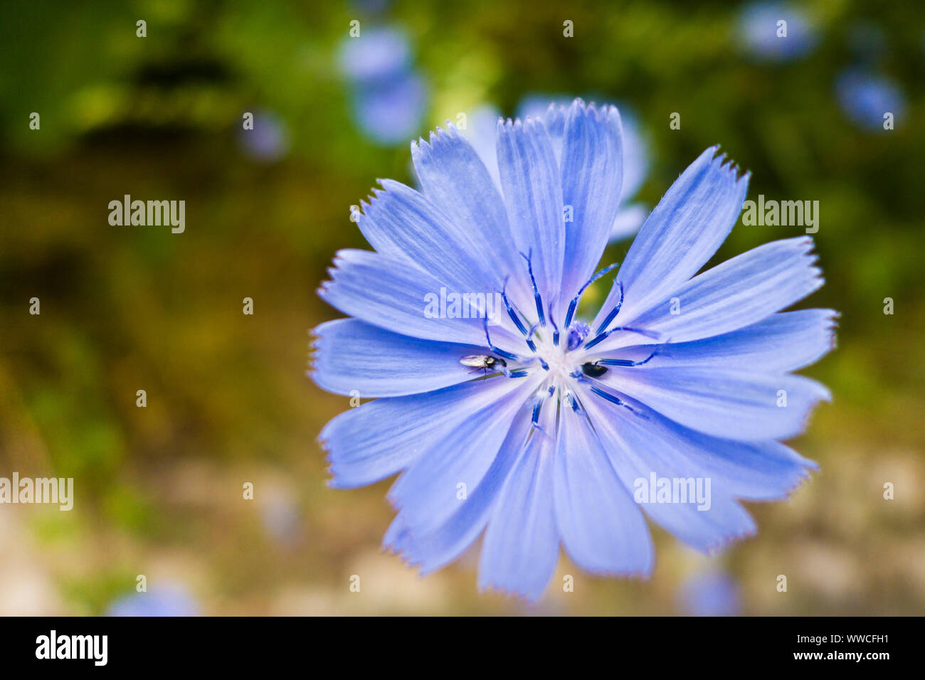 Nahaufnahme einer Gemeinsamen Chicorée Blume in der Natur Stockfoto