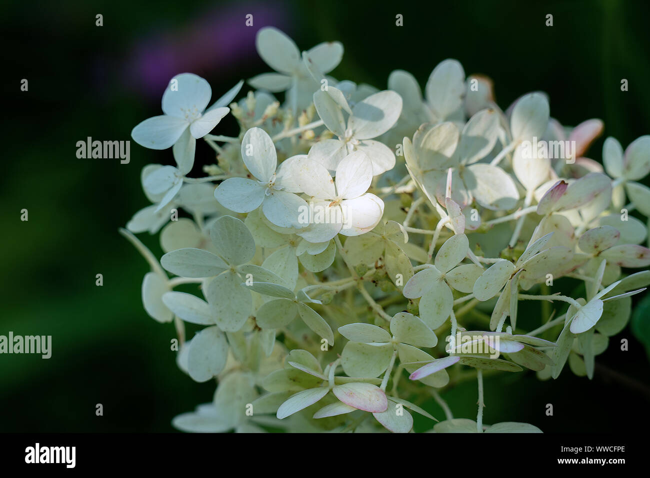 Nahaufnahme der zart und zerbrechlich, weiße Blüten eines Panicled Hortensie (Hydrangea paniculata) im hellen Sonnenschein mit einem dunklen Hintergrund und Raum fo Stockfoto