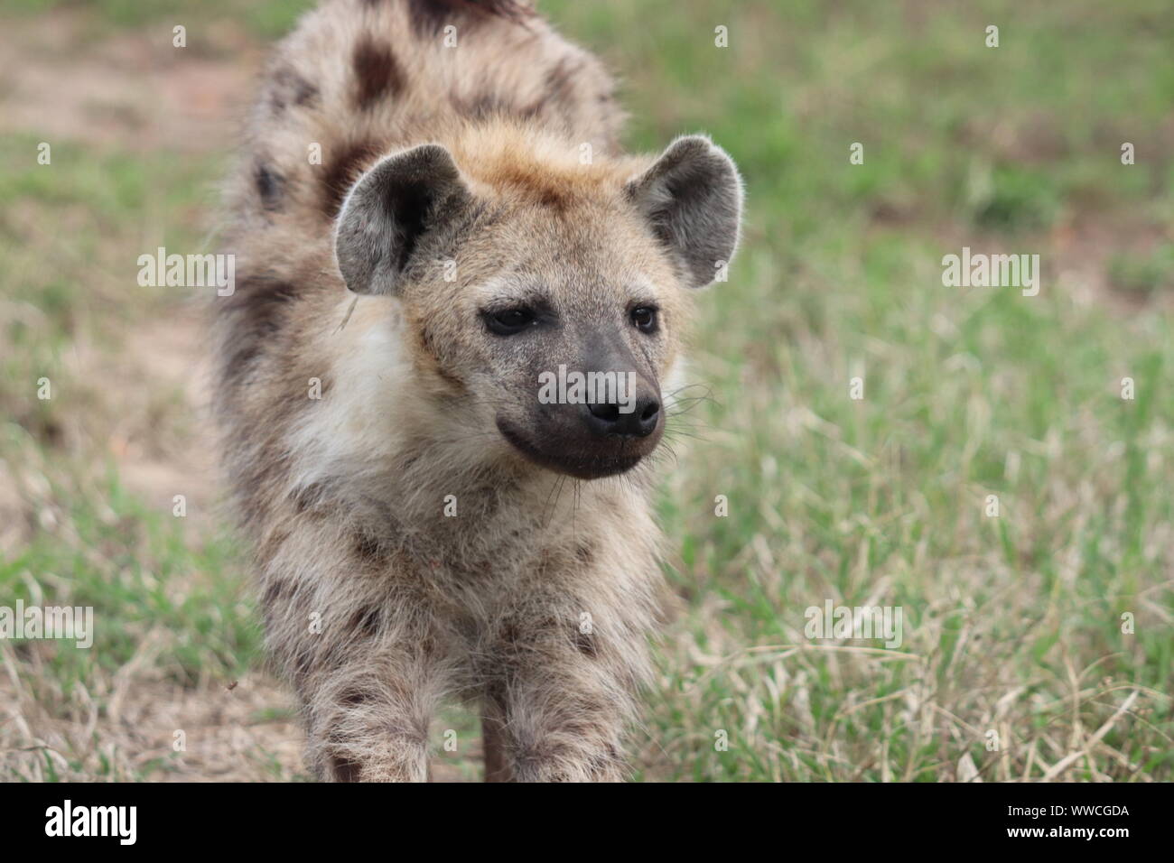 Tüpfelhyäne Gesicht Nahaufnahme, Masai Mara National Park, Kenia. Stockfoto