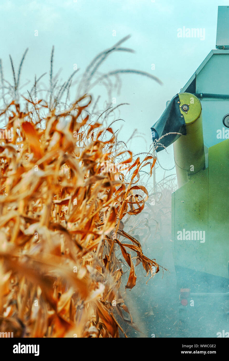 Mähdrescher angebaut ist die Ernte reifer Mais im Feld, selektiven Fokus Stockfoto