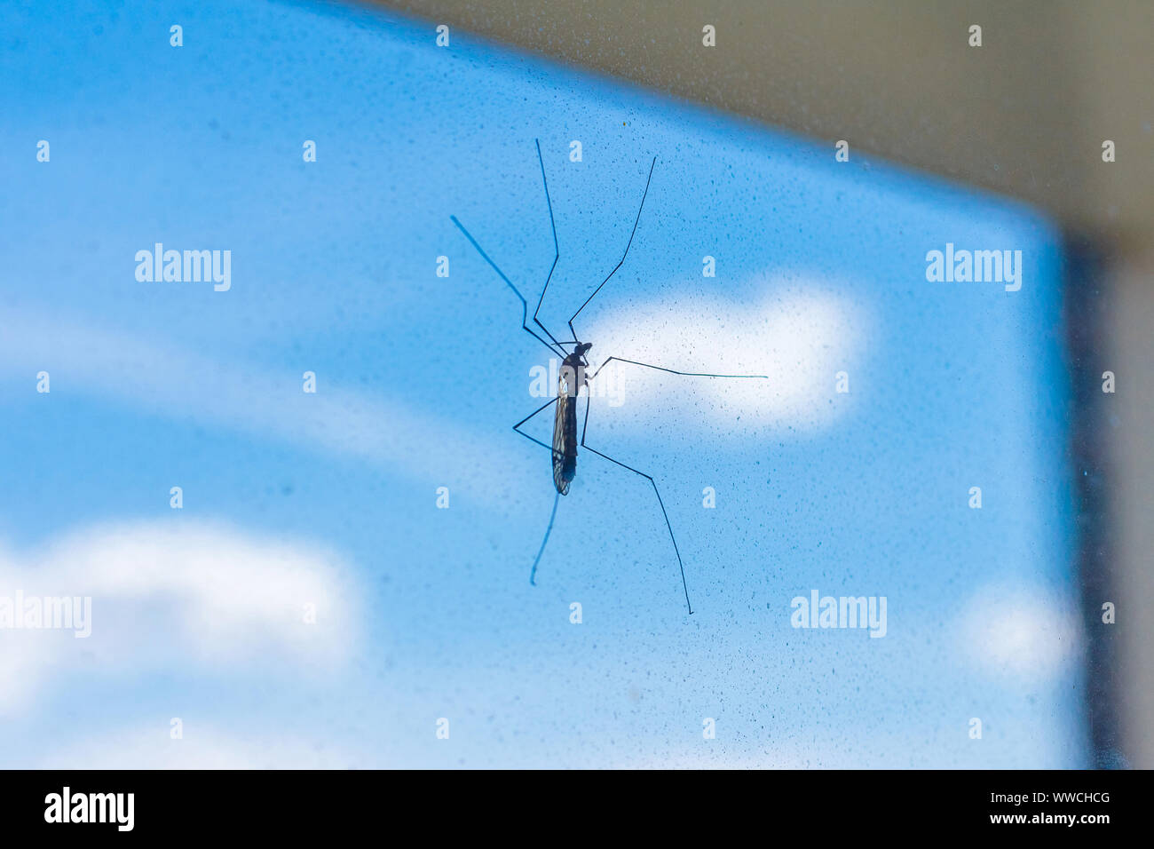 Moskito gegen den Himmel Stockfoto