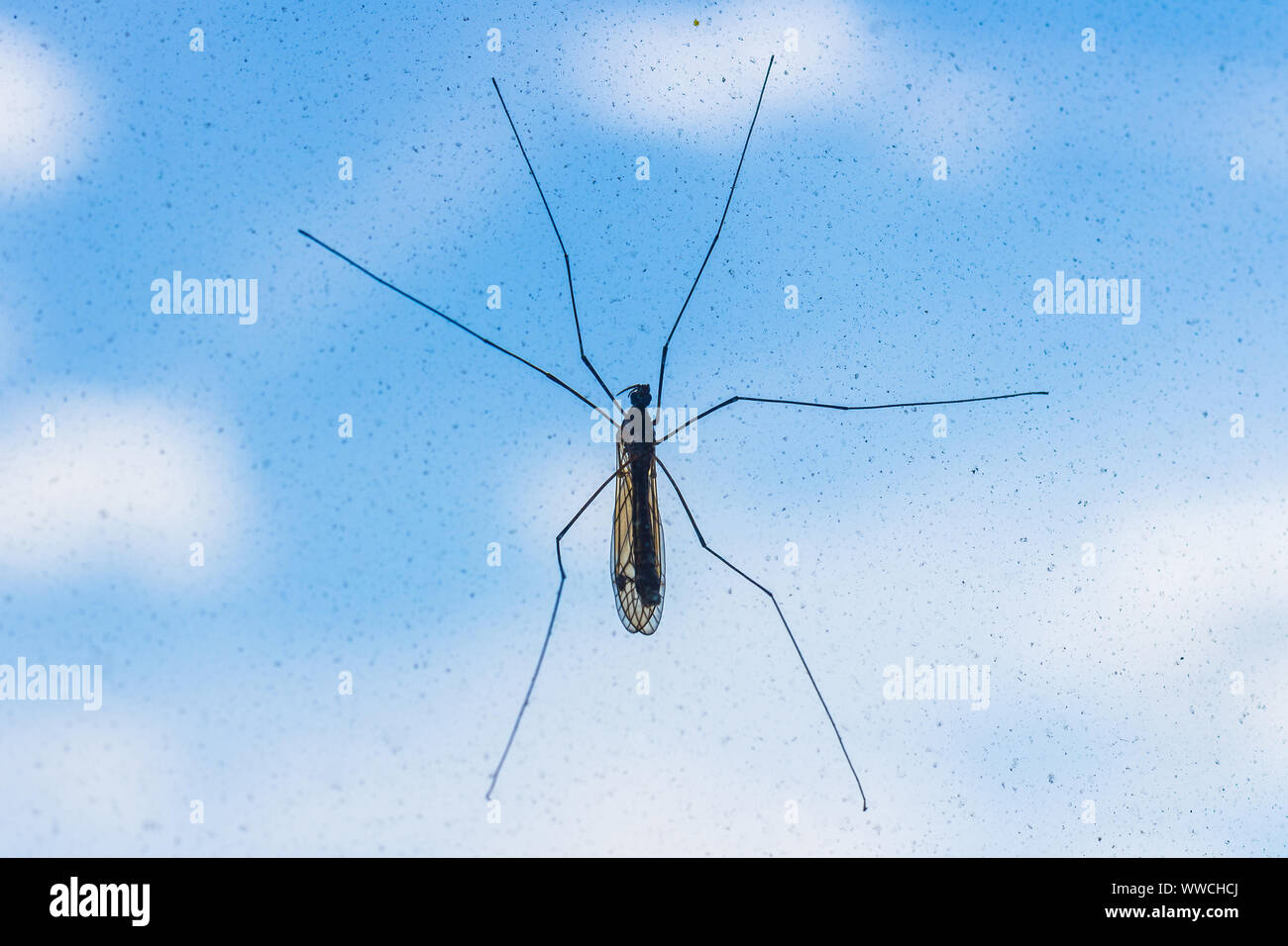 Moskito am Fenster Stockfoto