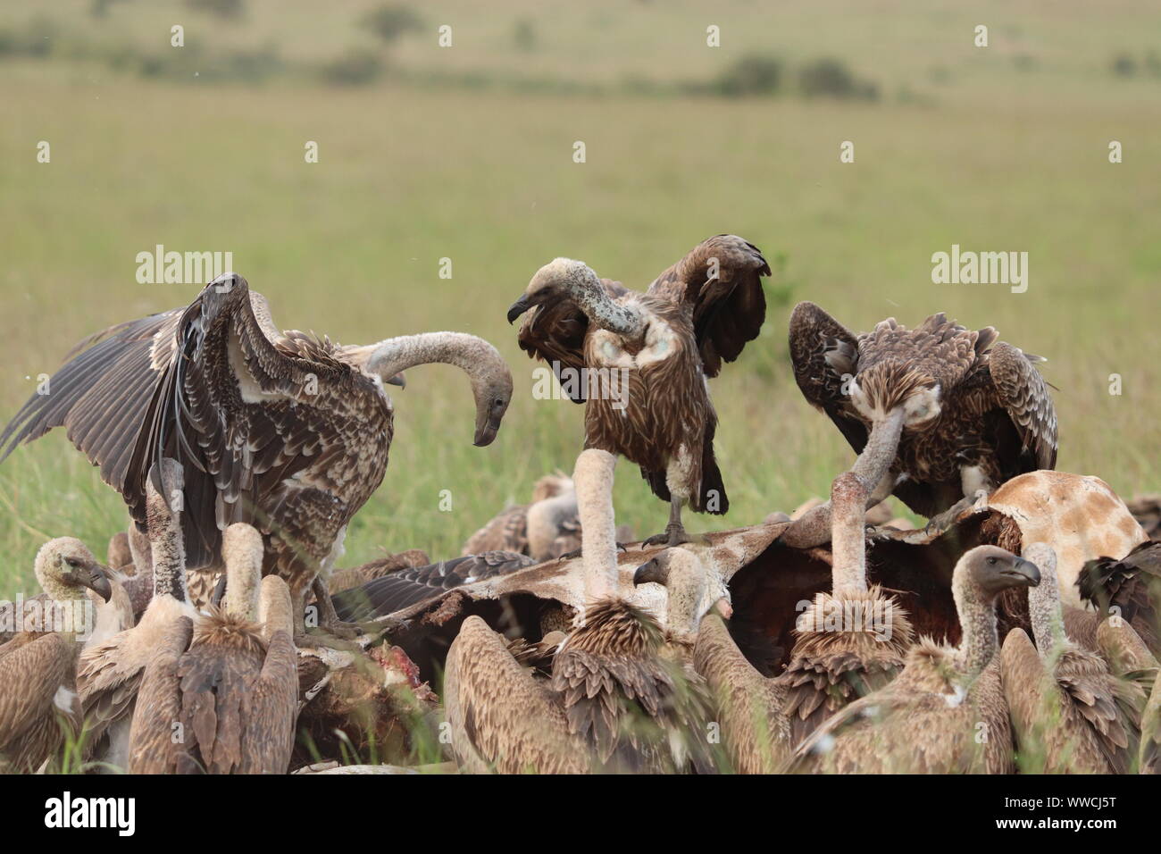Geier Fütterung auf ein Aas, Masai Mara National Park, Kenia. Stockfoto