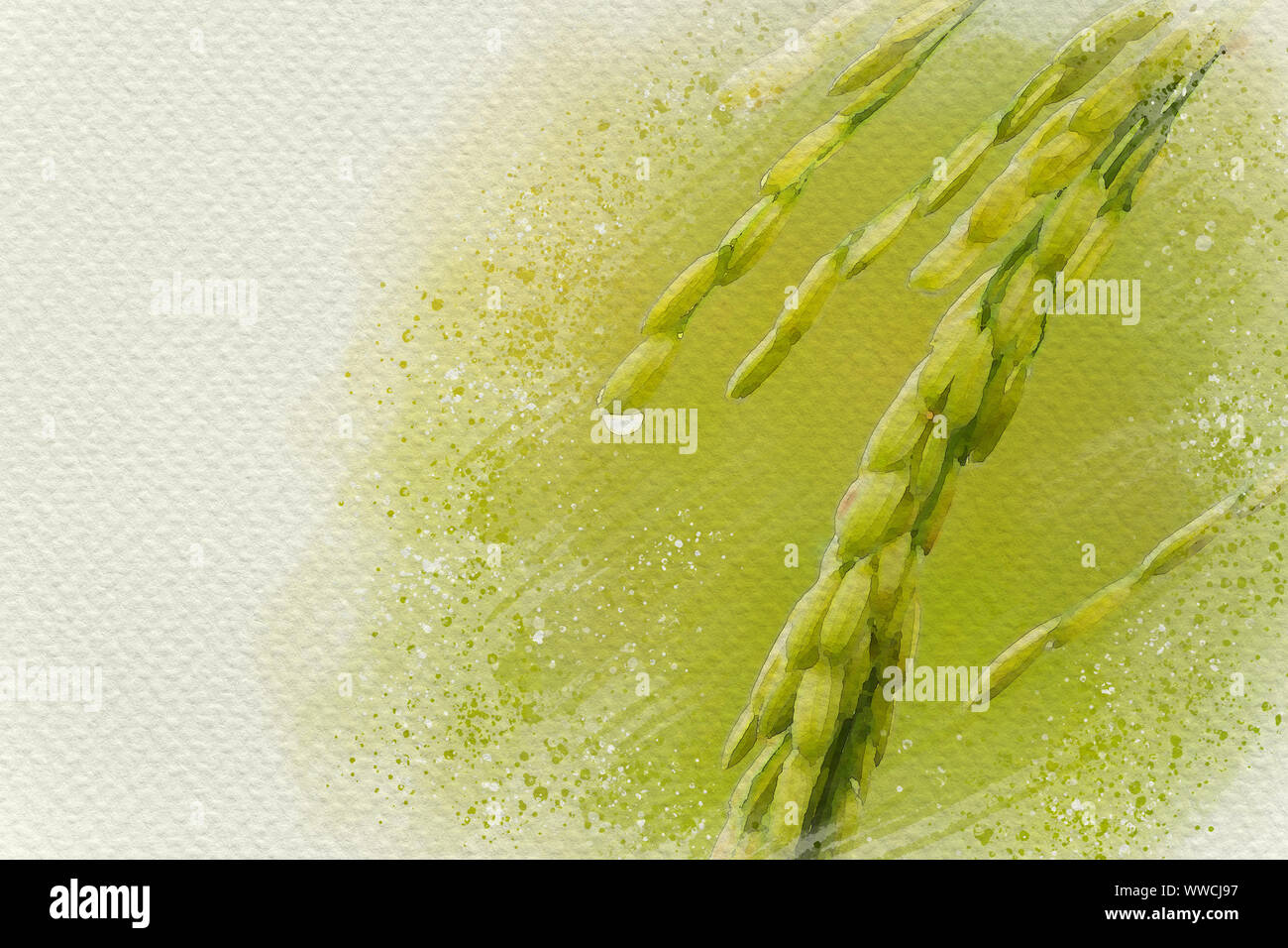 Closeup Reiskörner und Tautropfen in Paddy. Digitale Aquarelle Malerei Wirkung. Kopieren Sie Platz für Text. Stockfoto