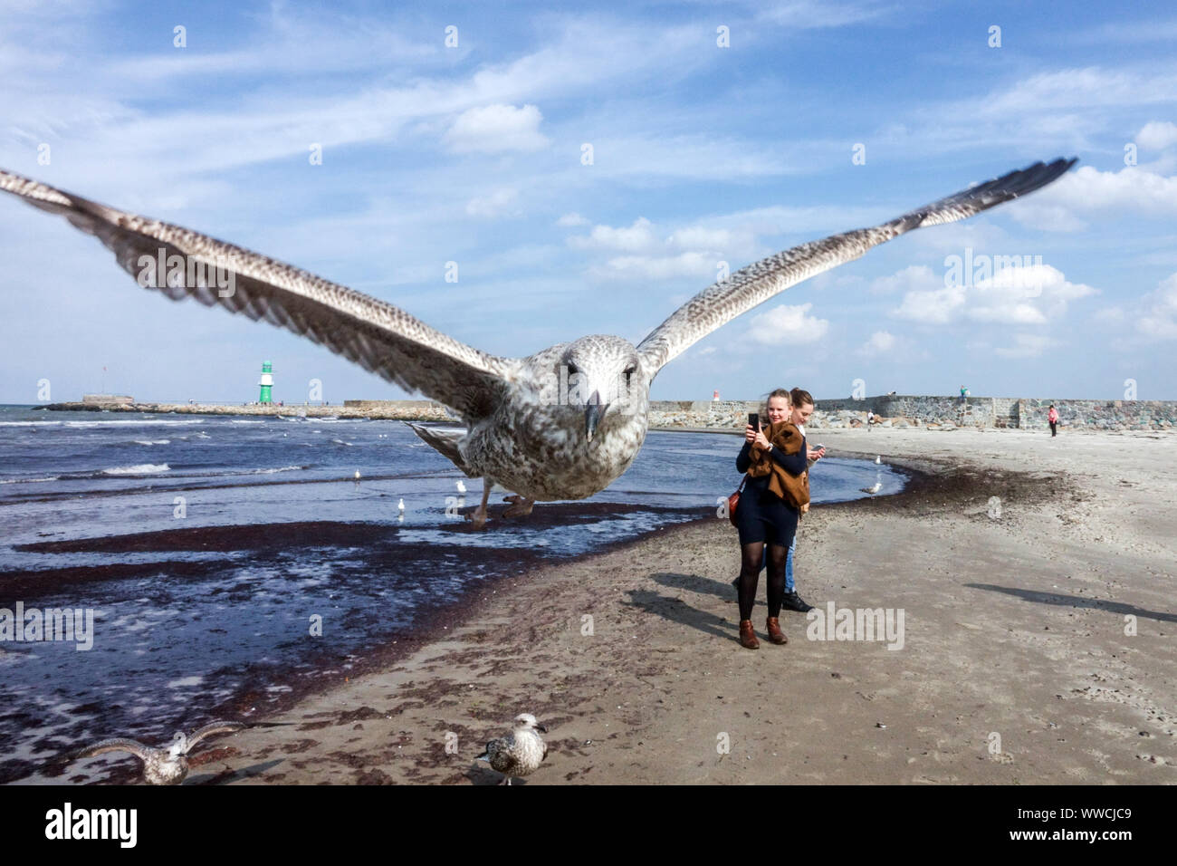 Vögel fliegen Möwen über den Strand, Ostsee Warnemunde Deutschland Möwen fliegen über Personentouristen Stockfoto