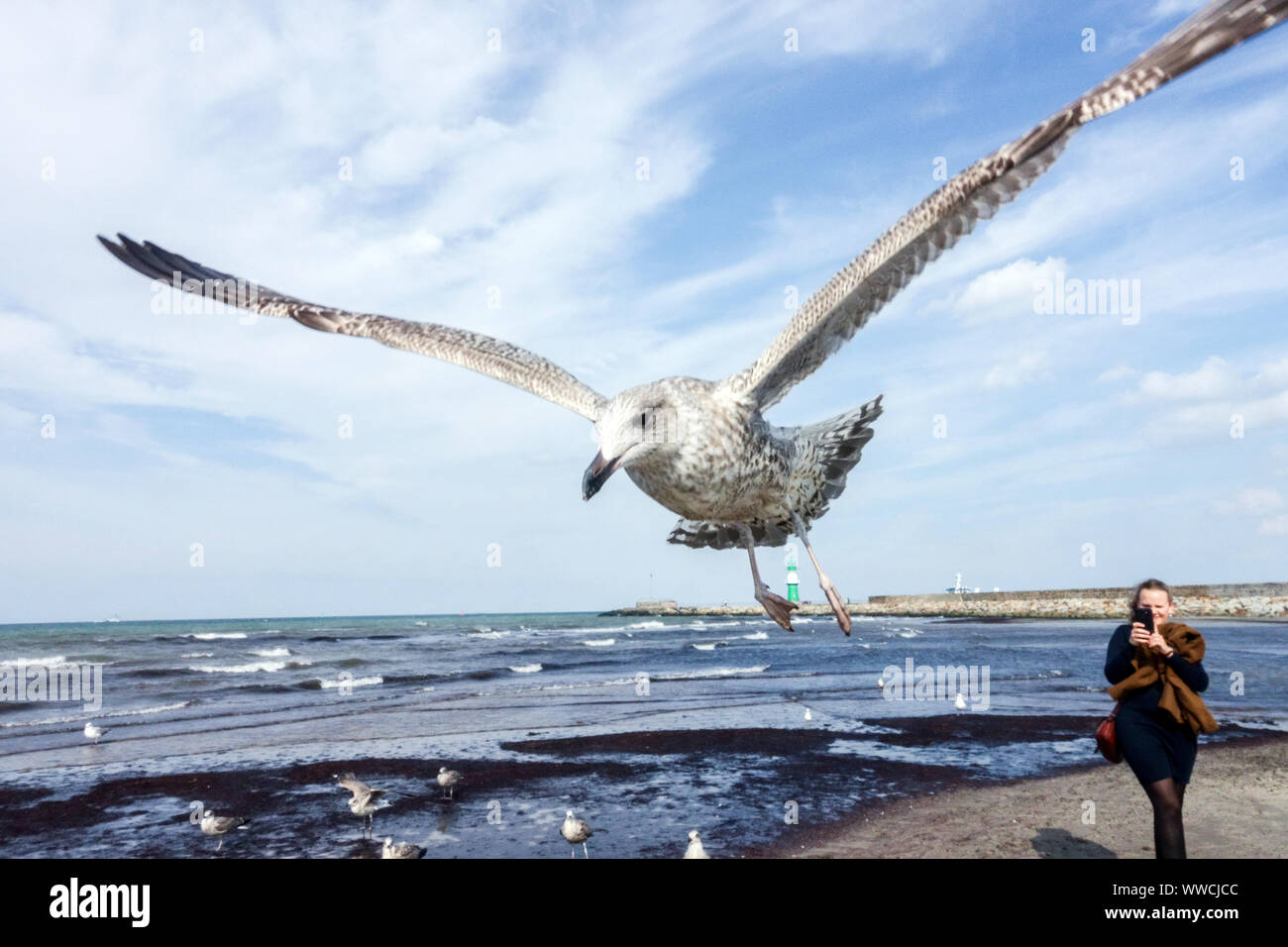 Vogel fliegende Möwen über dem Strand, Ostsee Warnemunde Deutschland Möwe fliegende Person Stockfoto