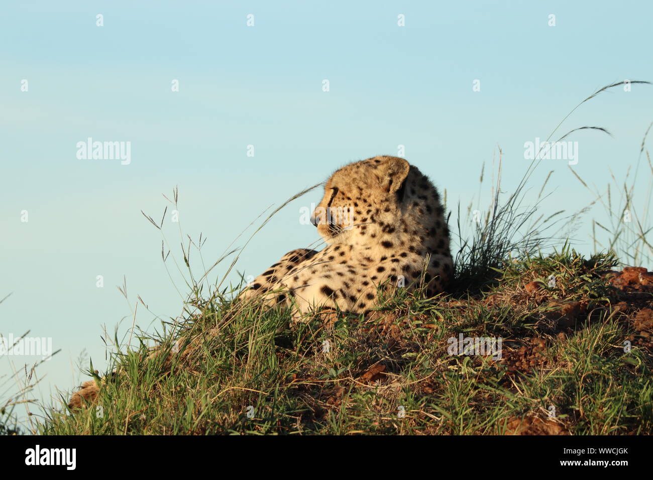 Cheetah ruht auf einem Damm, Masai Mara National Park, Kenia. Stockfoto