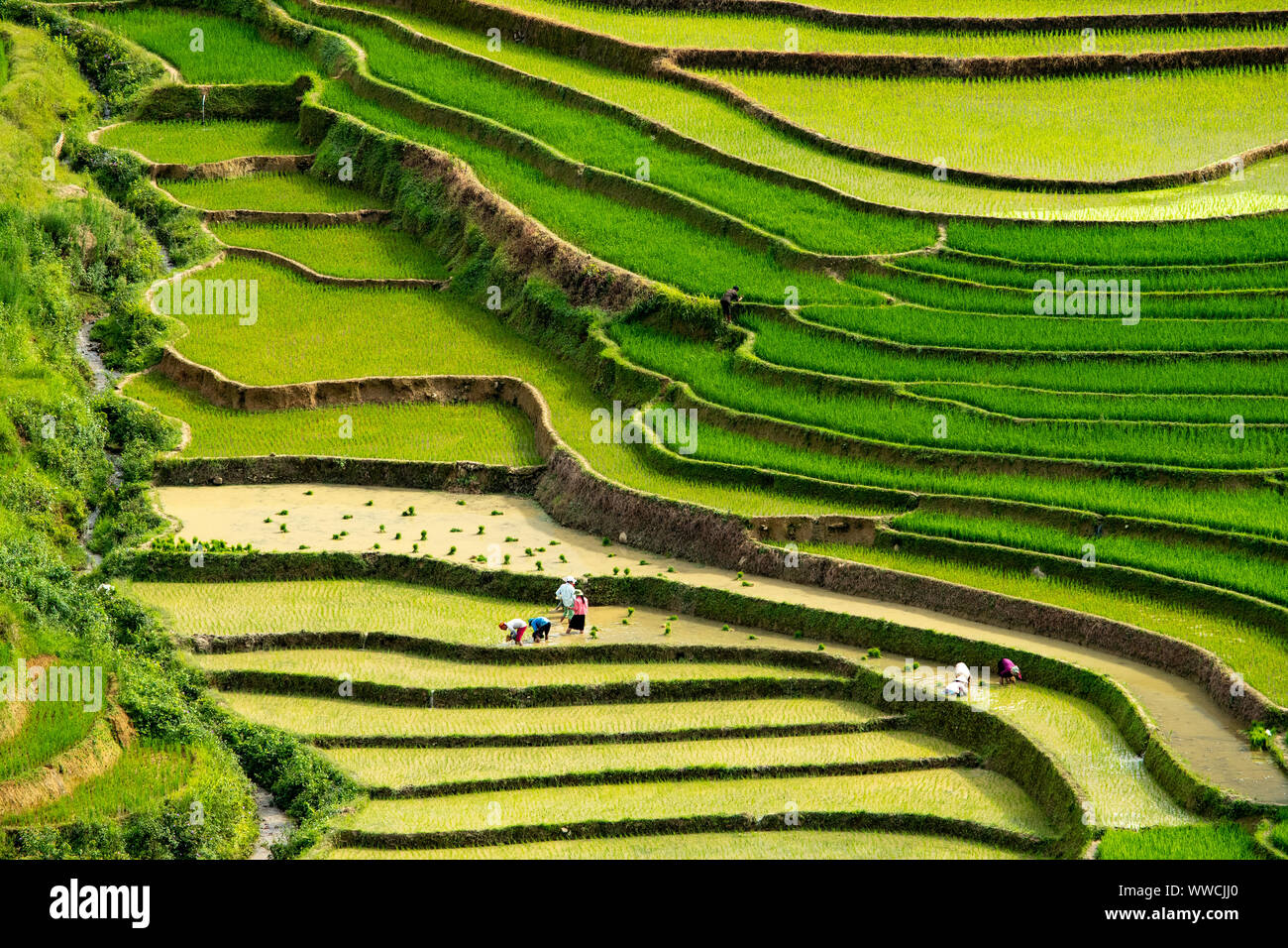 Frauen arbeiten Umpflanzen Reis Khau Pha Pass Vietnam Stockfoto