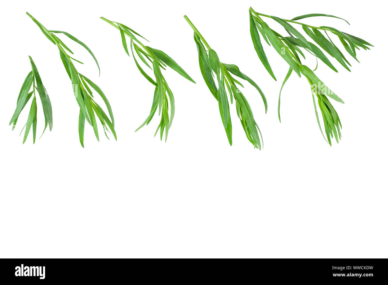 Estragon oder Estragon auf einem weißen Hintergrund mit Kopie Platz für Ihren Text isoliert. Artemisia dracunculus. Ansicht von oben. Flach. Stockfoto
