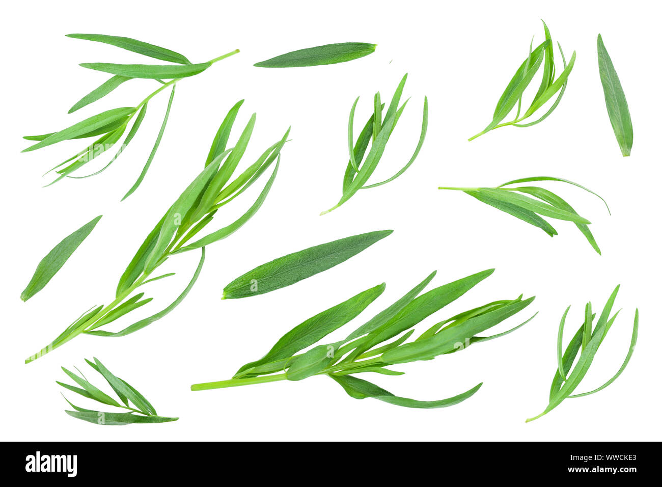 Estragon oder Estragon auf einem weißen Hintergrund. Artemisia dracunculus. Ansicht von oben. Flach. Stockfoto