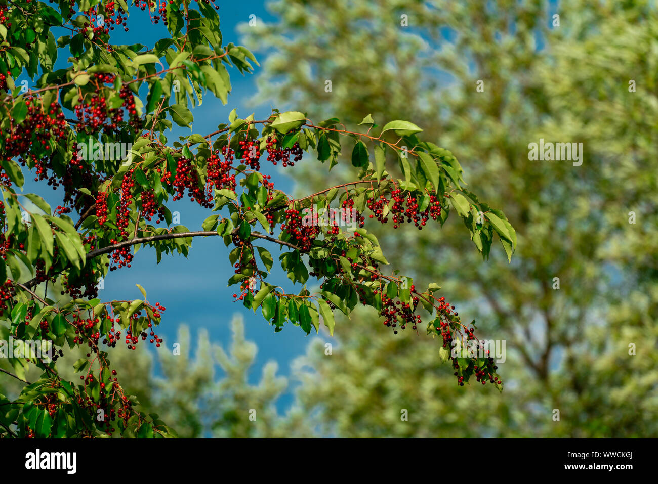 Eine schwarze Kirsche (Prunus serotina) voll von unreifen roten Beeren im späten Sommer Sonnenschein Stockfoto