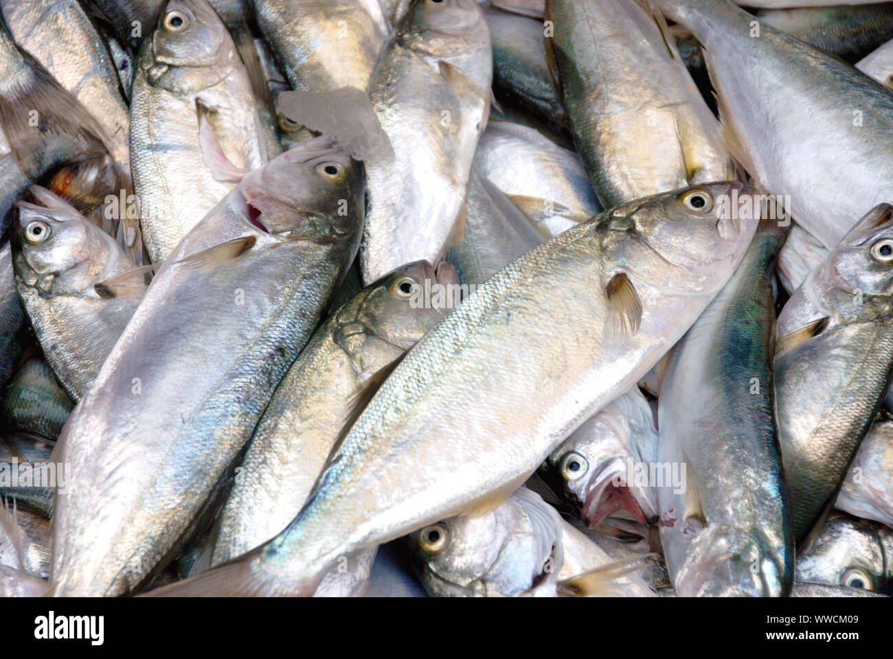 Frische Fische auf dem Zähler auf dem Markt. Close-up sarıkanat çinekop Fische im Hintergrund. Stockfoto