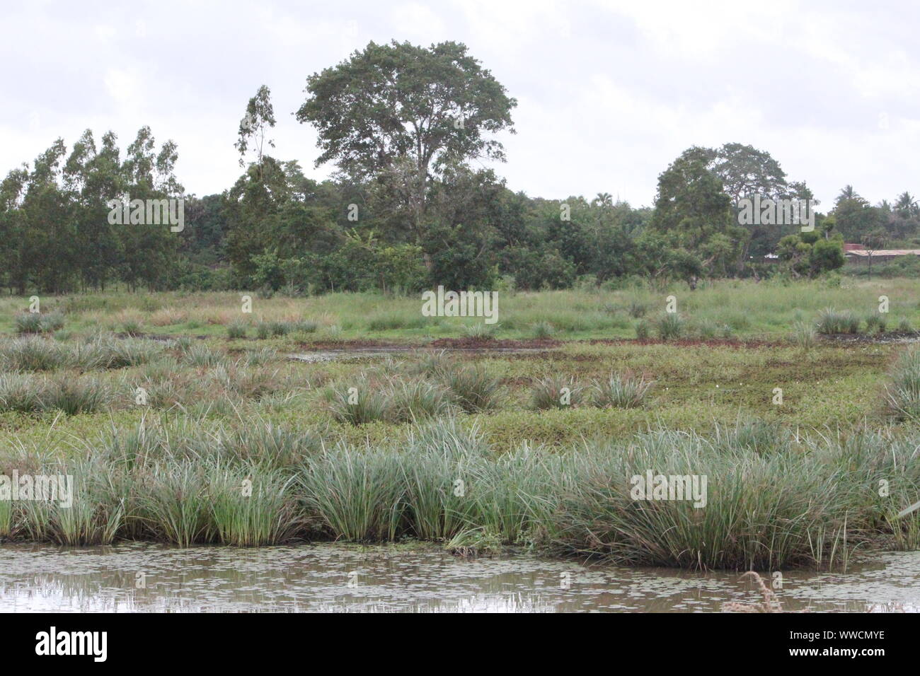 Küsten Sumpf in Kilifi, nahe der Mida-Creek in Ost Kenia, Ostafrika Stockfoto