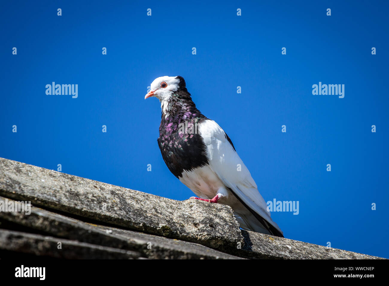 Ganselkröpfer Taube auf dem Dach, gefährdete Taube Rasse aus Österreich Stockfoto