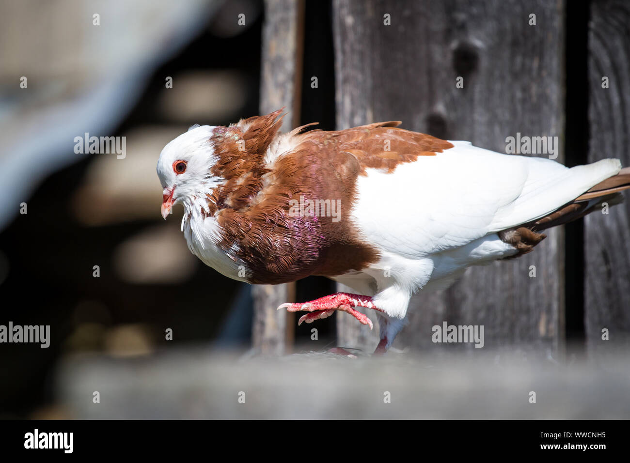 Ganselkröpfer pigeon, gefährdete Taube Rasse aus Österreich Stockfoto