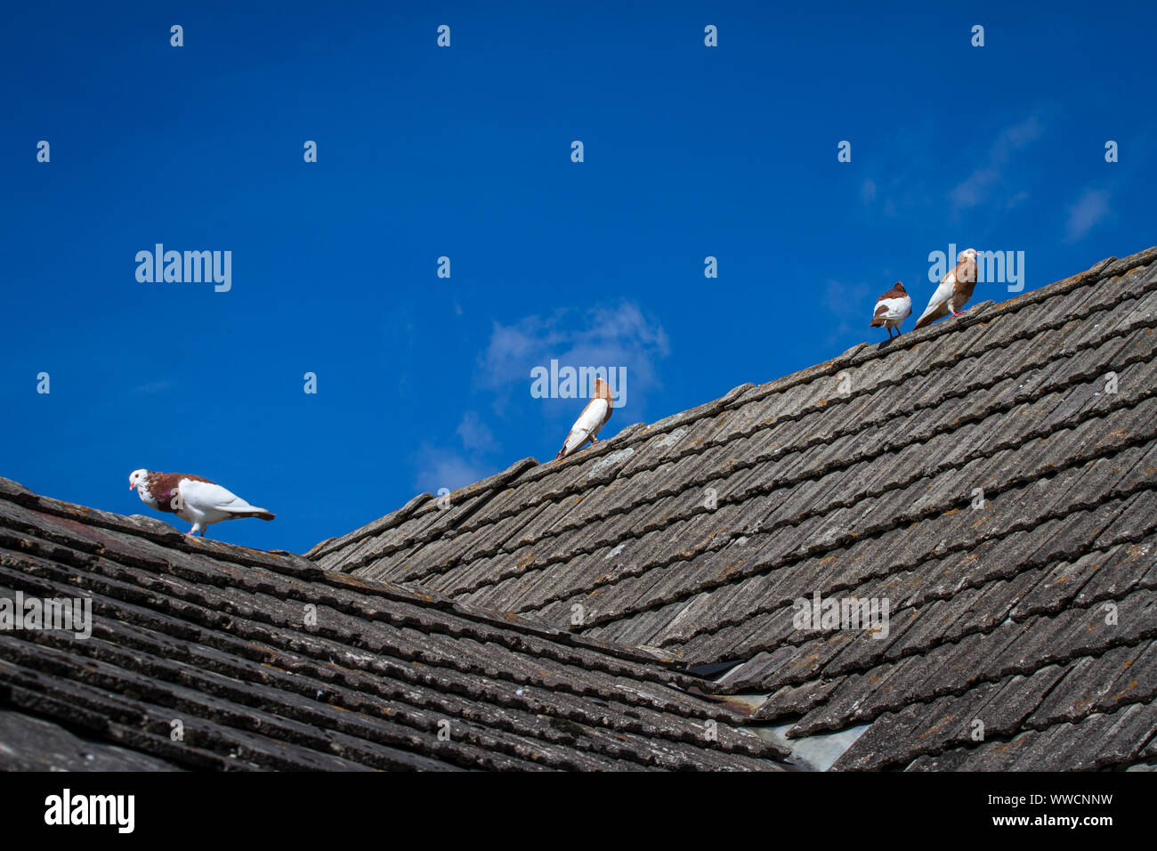 Vier Ganselkröpfer Tauben auf dem Dach, gefährdete Taube Rasse aus Österreich Stockfoto