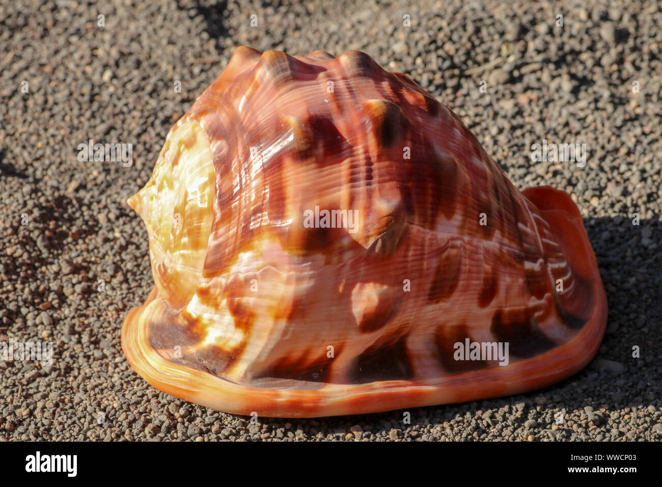 Muschel von Cassis Cornuta, die gehörnten Helm isoliert auf dunklen Sand. Die bullmouth Cypraecassis rufa (Shell, rot Helmschale oder Cameo shell). Stockfoto