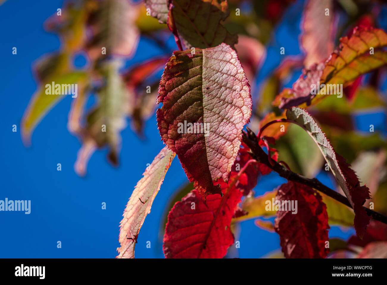 Rote Blätter im Herbst Stockfoto