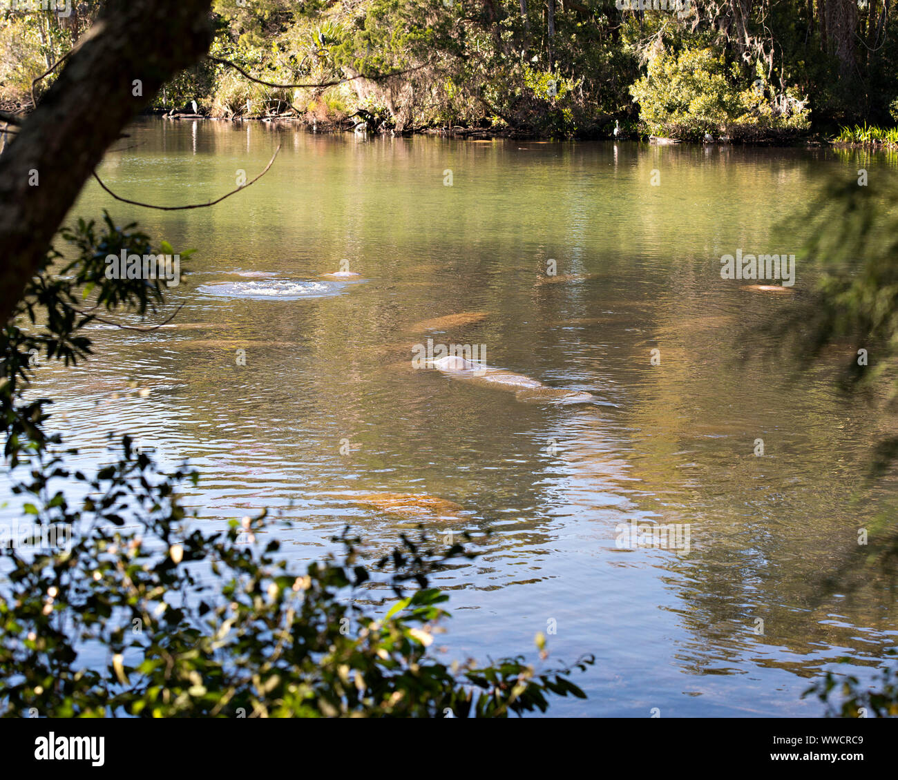 Seekühe Kolonie genießen die warmen Abfluss von Wasser aus Florida River. Stockfoto