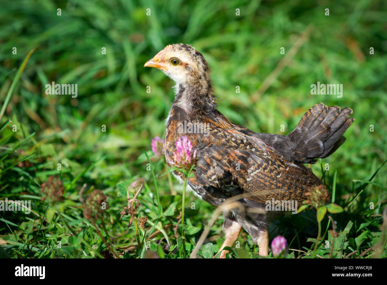 Stoapiperl/Steinhendl, Jungen auf der Wiese - ein kritisch bedrohte Huhn züchten aus Österreich Stockfoto