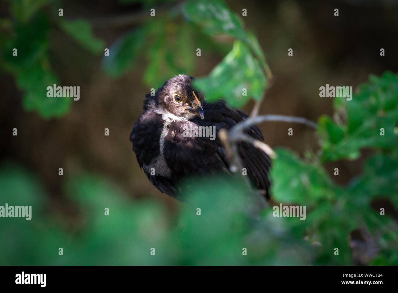 Stoapiperl/Steinhendl, schwarzen Jungen sitzen auf dem Baum - ein kritisch bedrohte Huhn züchten aus Österreich Stockfoto