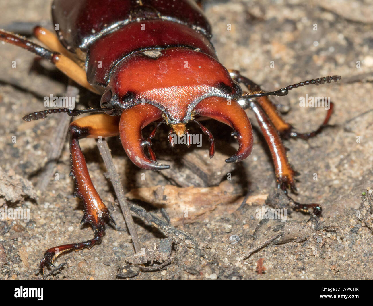 Der Kiefer eines männlichen Hirschkäfer Lucanus schließen, sp. Stockfoto