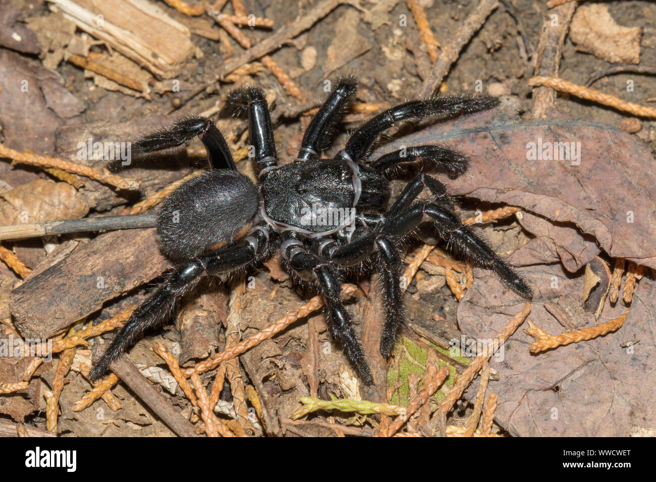 Nahaufnahme einer großen Spinne in Alabama, USA. Stockfoto