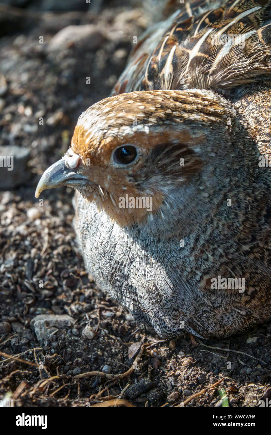 Rebhuhn Perdix perdix Stockfoto