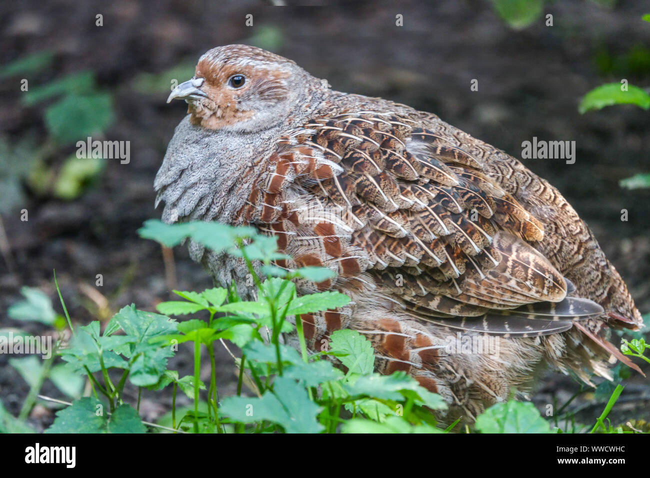 Rebhuhn Perdix perdix Stockfoto