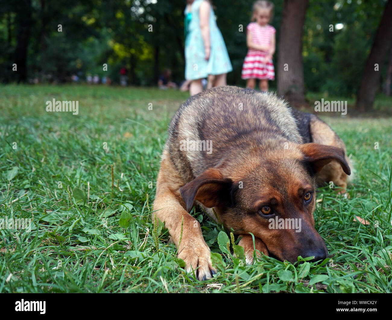 Brauner Hund mit traurigen Augen, die auf dem Gras. Stockfoto