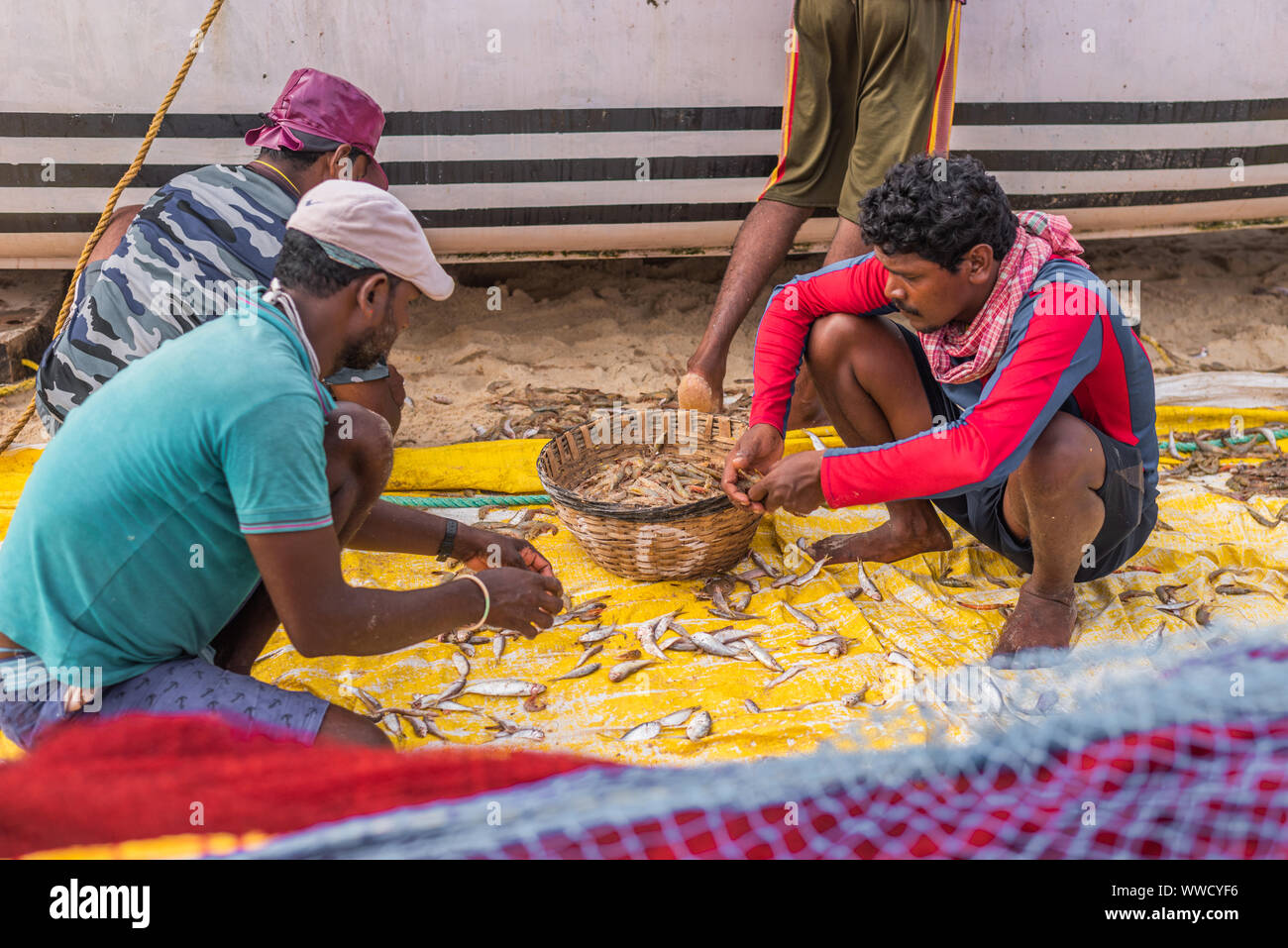 Benaulim, Goa/Indien - Aug 2 2019: lokale Fischer sortieren und den Verkauf der Fang des Tages Stockfoto